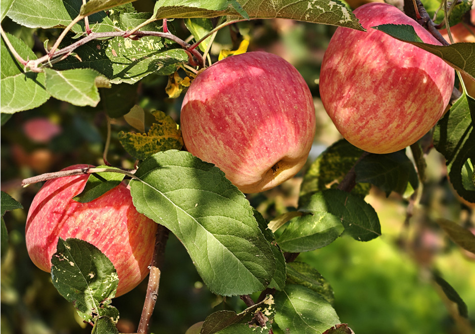 红富士苹果